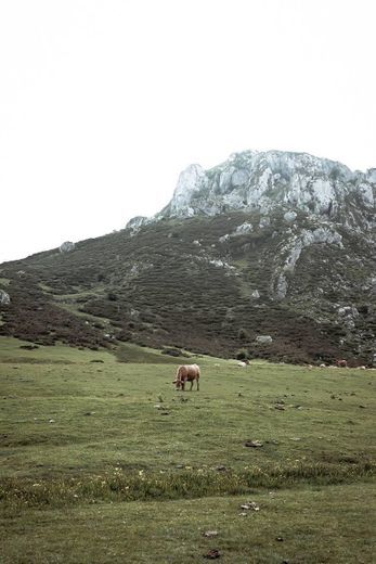 Place Picos de Europa National Park