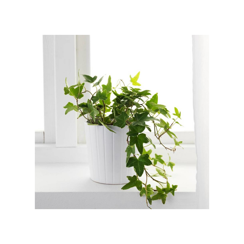 Social Planta Hera 🌿