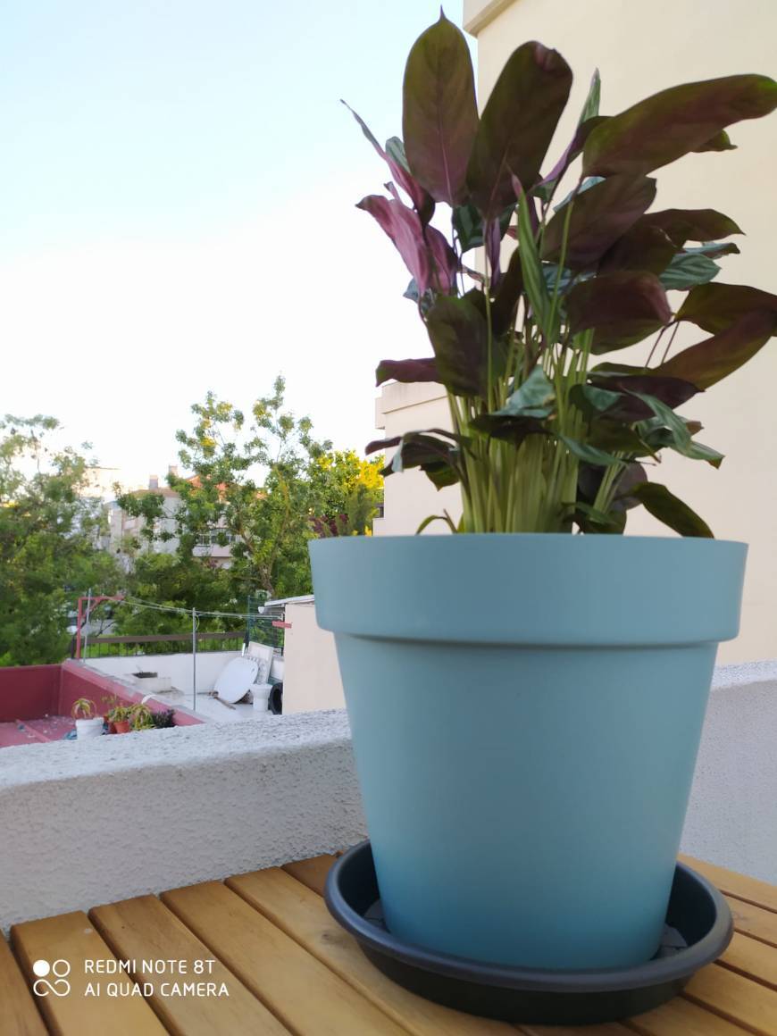 Social CALATHEA 🌿