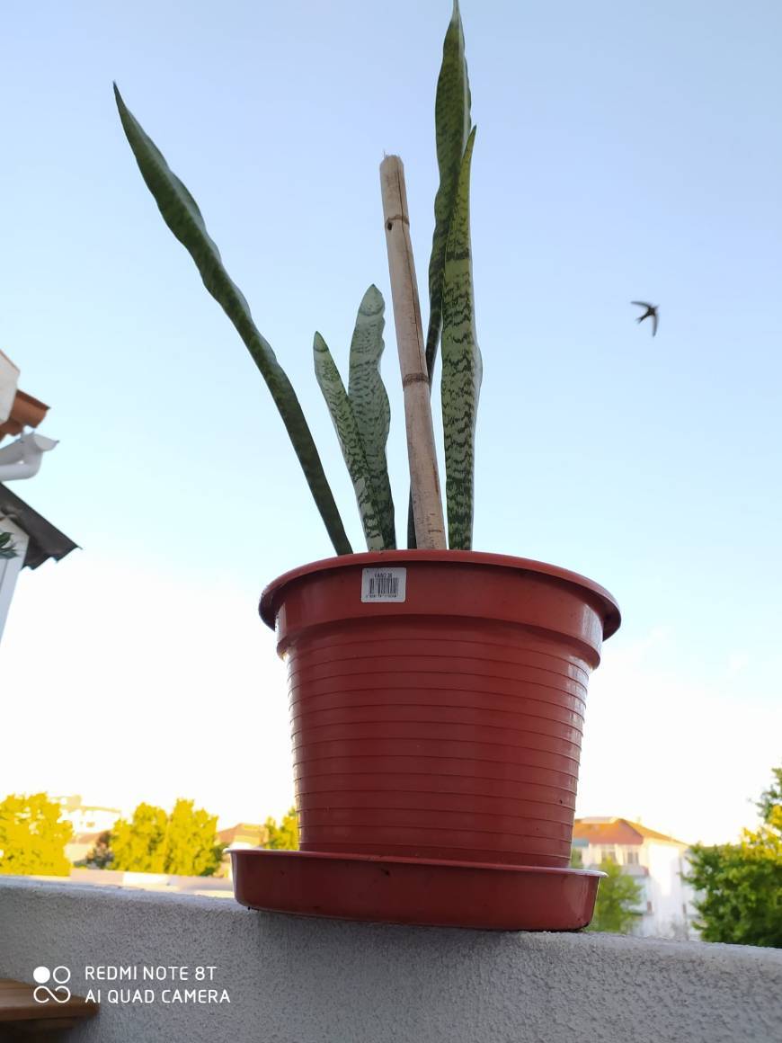 Social Espada de São Jorge 