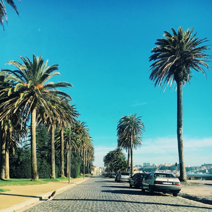 Place Jardim do Passeio Alegre