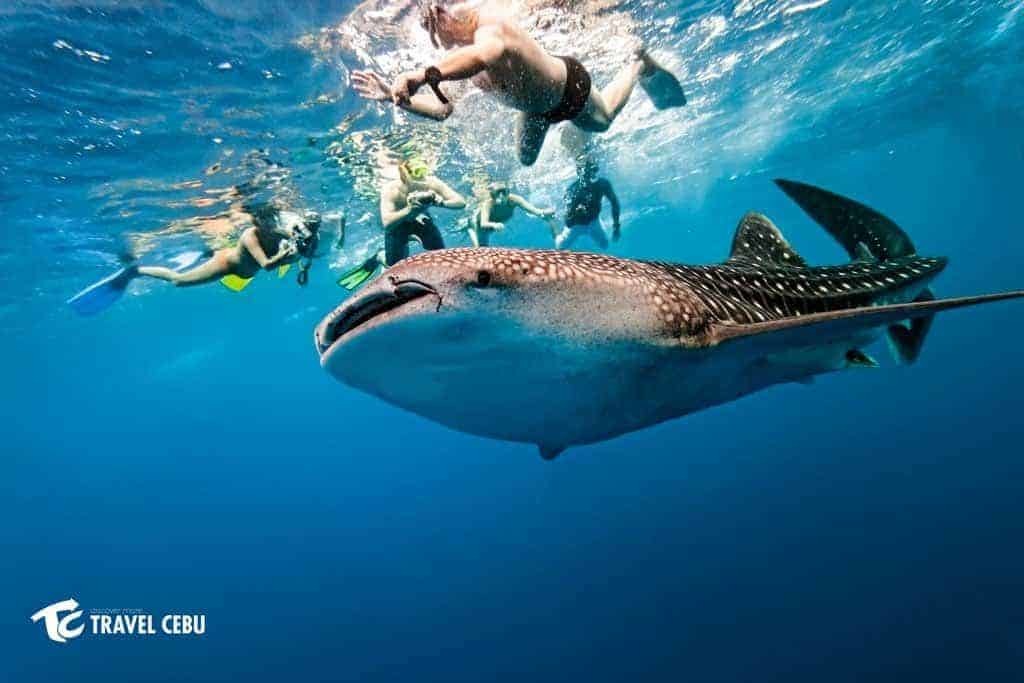 Oslob Whale Shark Watching