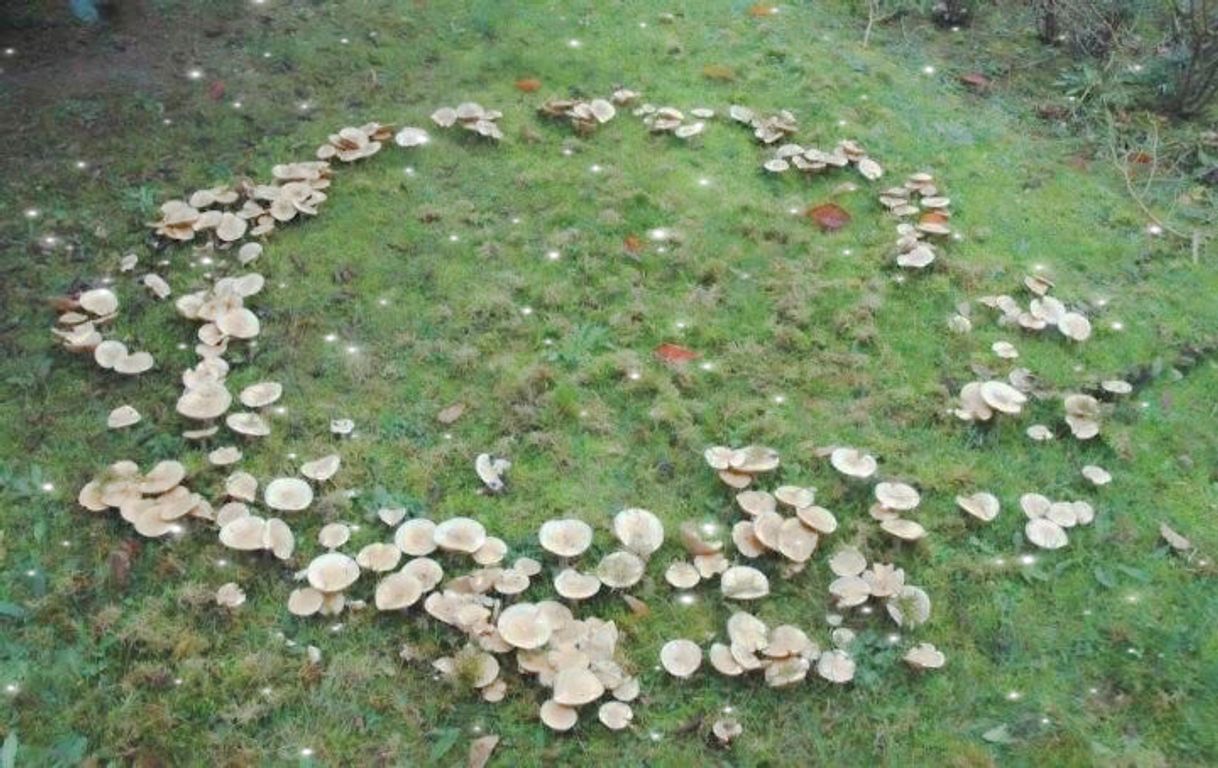 Moda Mushrooms Circle