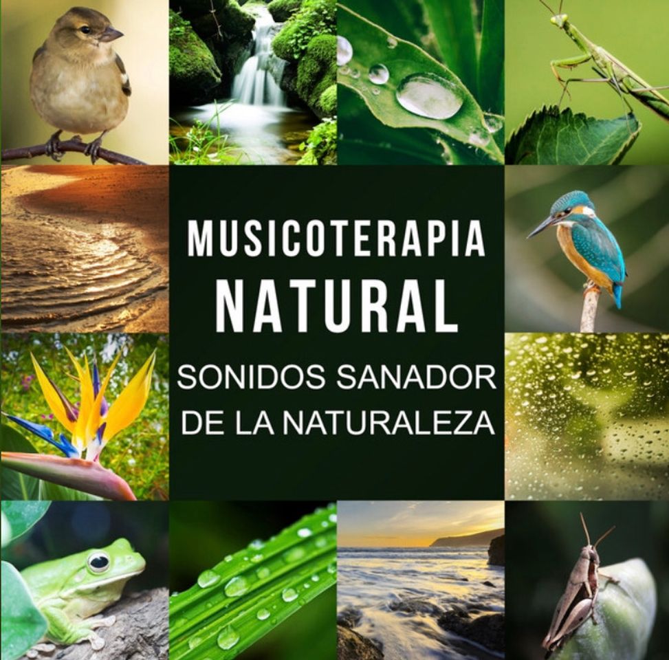 Canciones Música Naturaleza