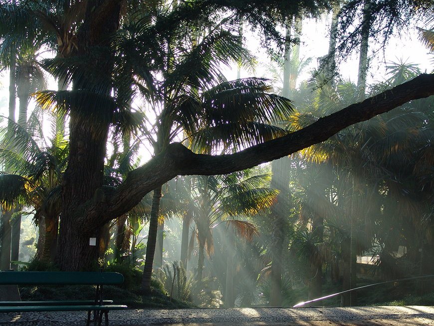 Place Jardín Botánico de la Universidad de Lisboa