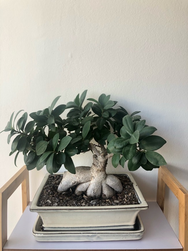 Fashion Bonsai Ficus Retusa