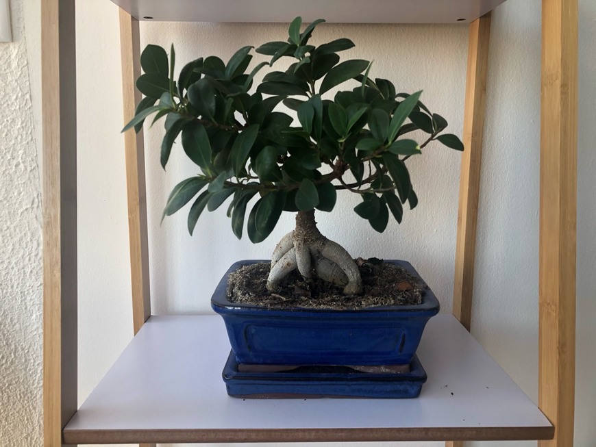 Moda Bonsai Ficus Ginseng