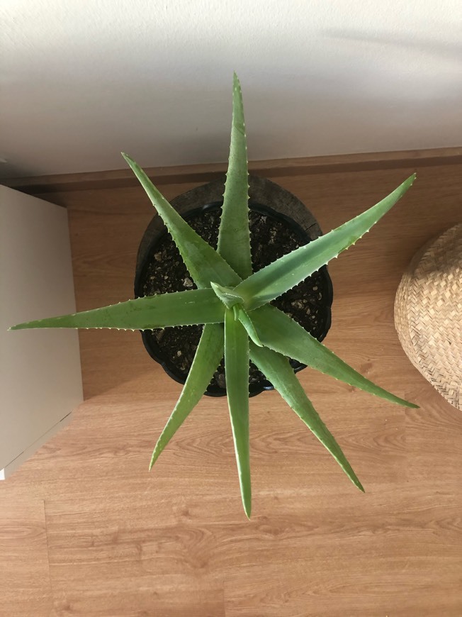 Fashion Aloe vera