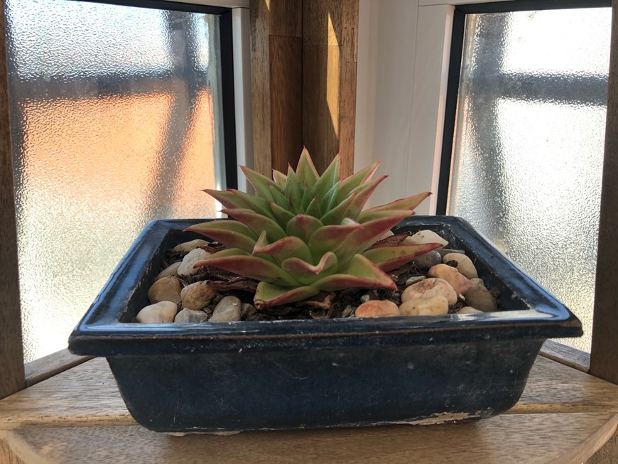 Moda Suculenta Echeveria Agavoides