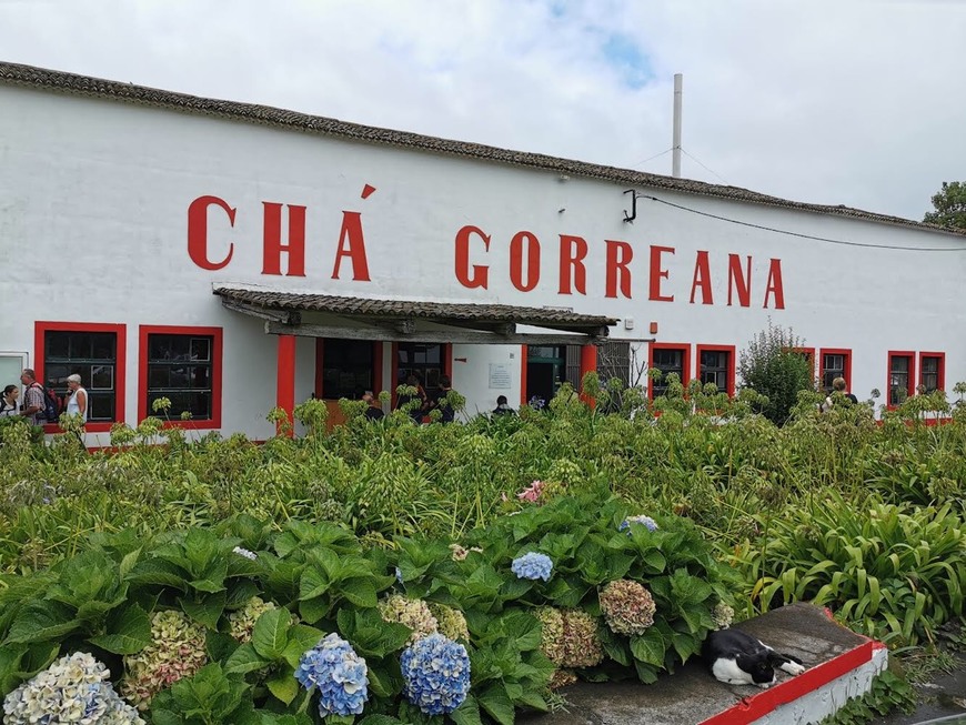 Place Chá Gorreana