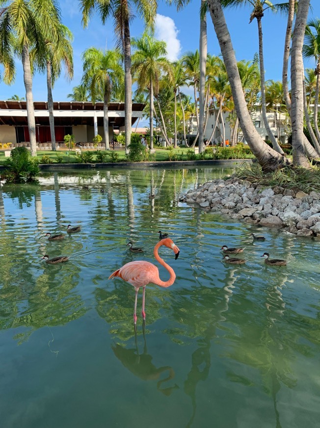 Place Catalonia Bavaro Beach, Golf & Casino Resort