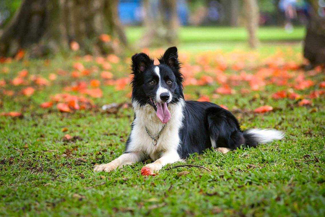 Moda Border Collie 🇬🇧