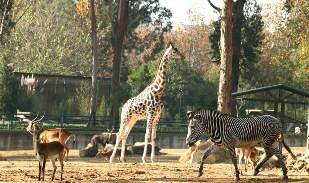 Place Zoo Santo Inácio - Vila Nova de Gaia 🇵🇹