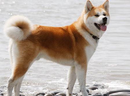 Fashion Akita Inu 🇯🇵 