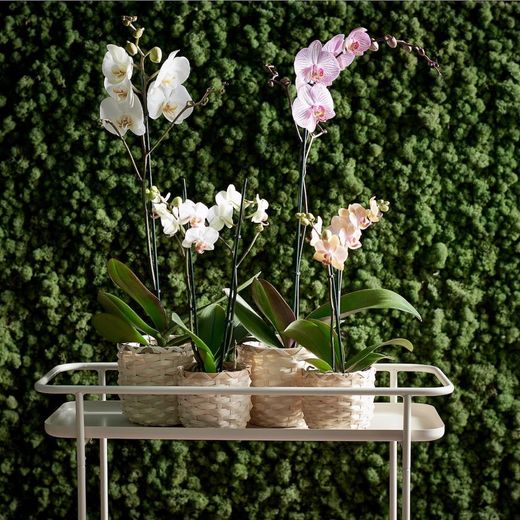 Orquídea - IKEA