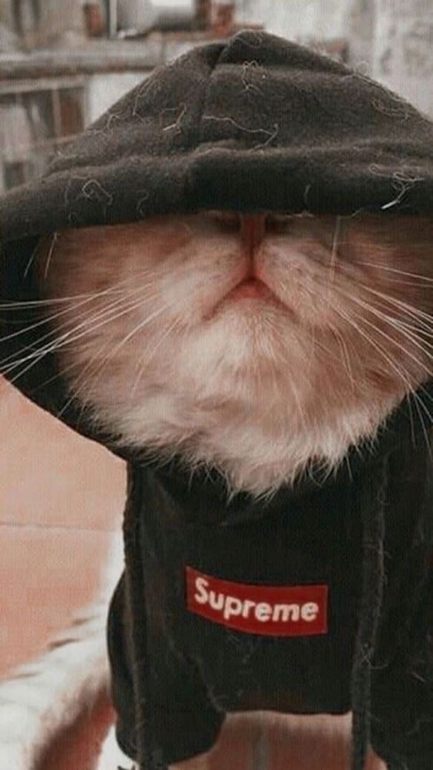 Fashion Gato supreme