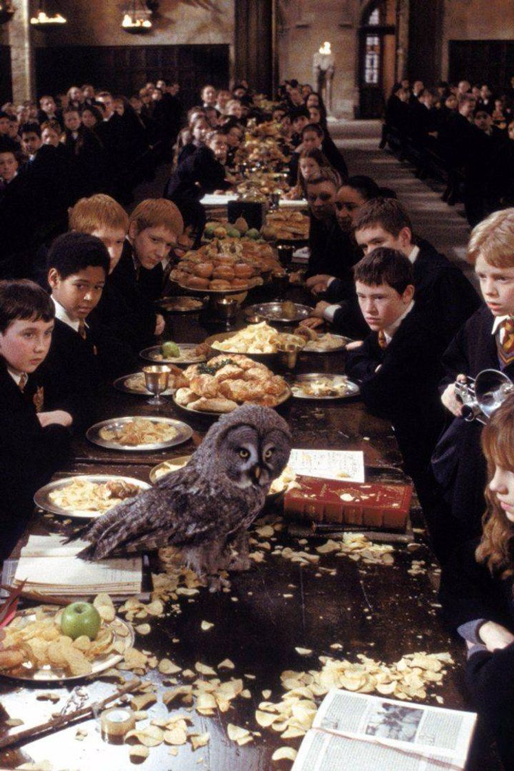 Social Harry potter 