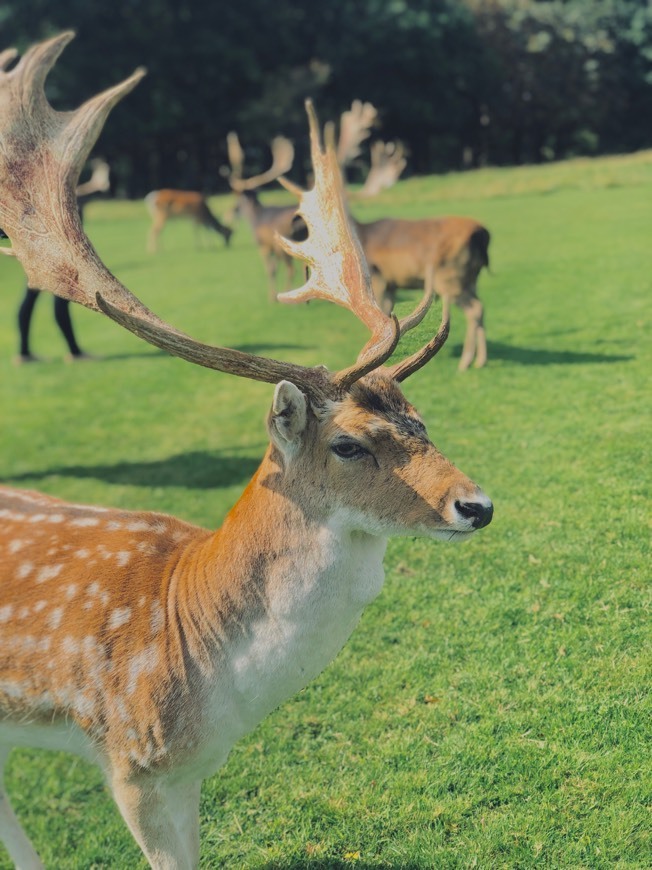 Lugar Phoenix Park