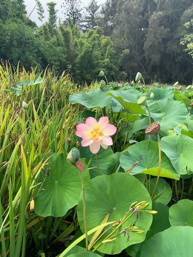 Place Jardín Botánico de Adelaida