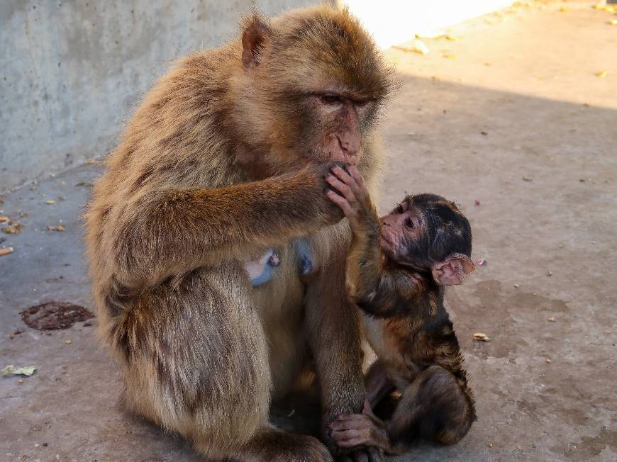 Lugar Monkey feeding station