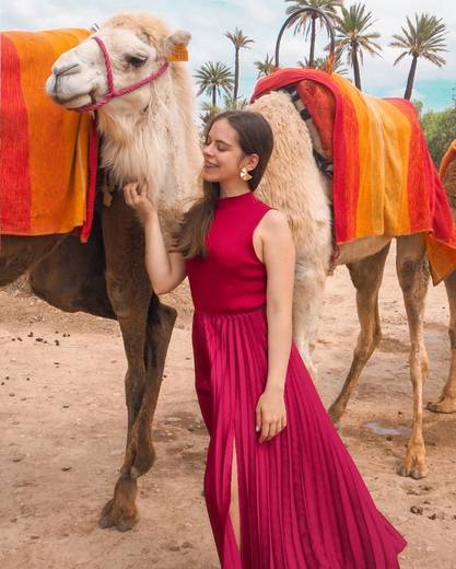 Palmeraie de Marrakech: Passeio de Camelo e Quadriciclo ...