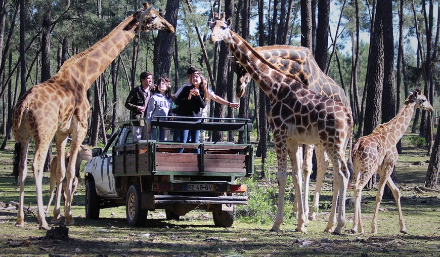 Lugar Badoca Safari Park