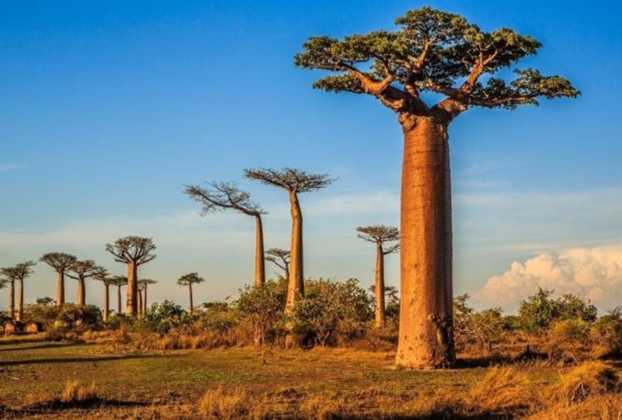 Lugar Madagascar