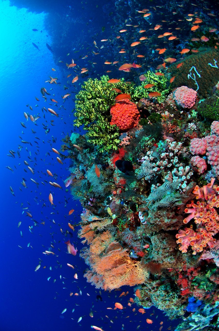 Lugares Alor Divers - Eco Dive Resort - Alor Archipelago - Indonesie