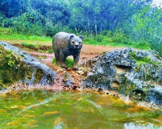 Pia do Urso