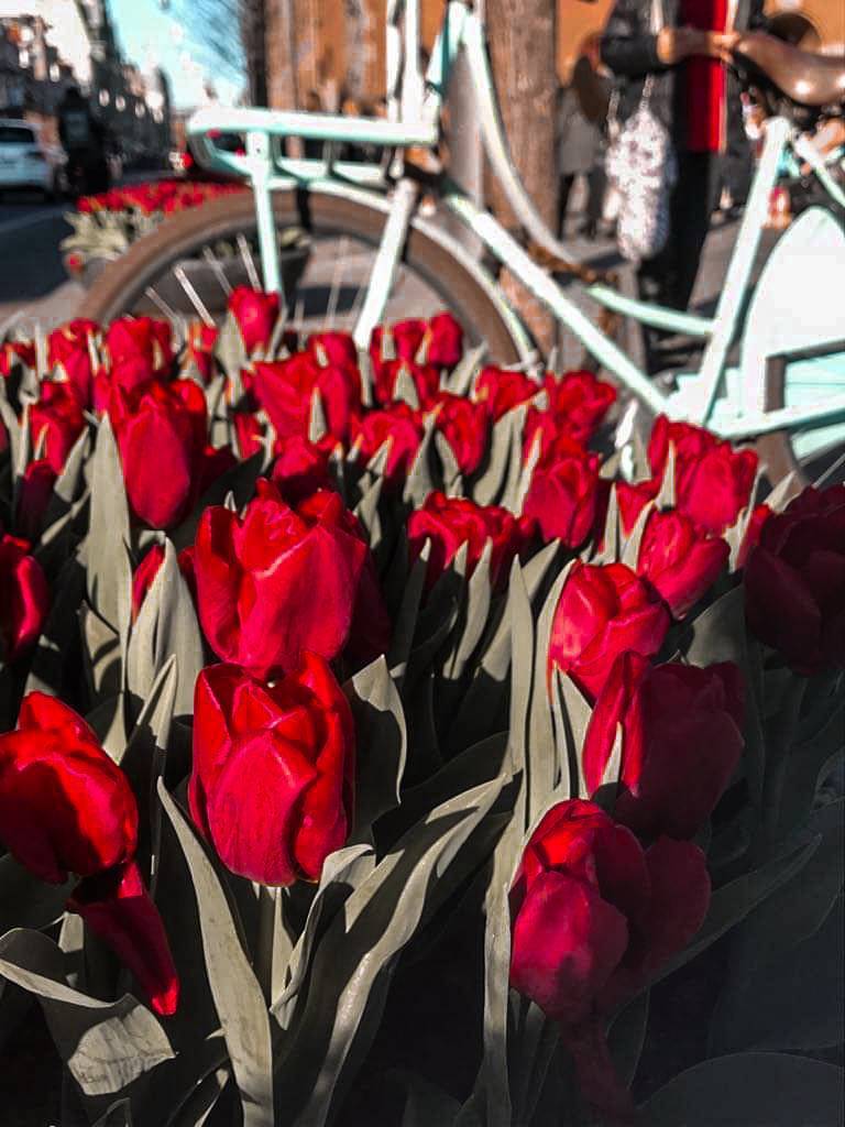 Places Tulipa Amsterdam