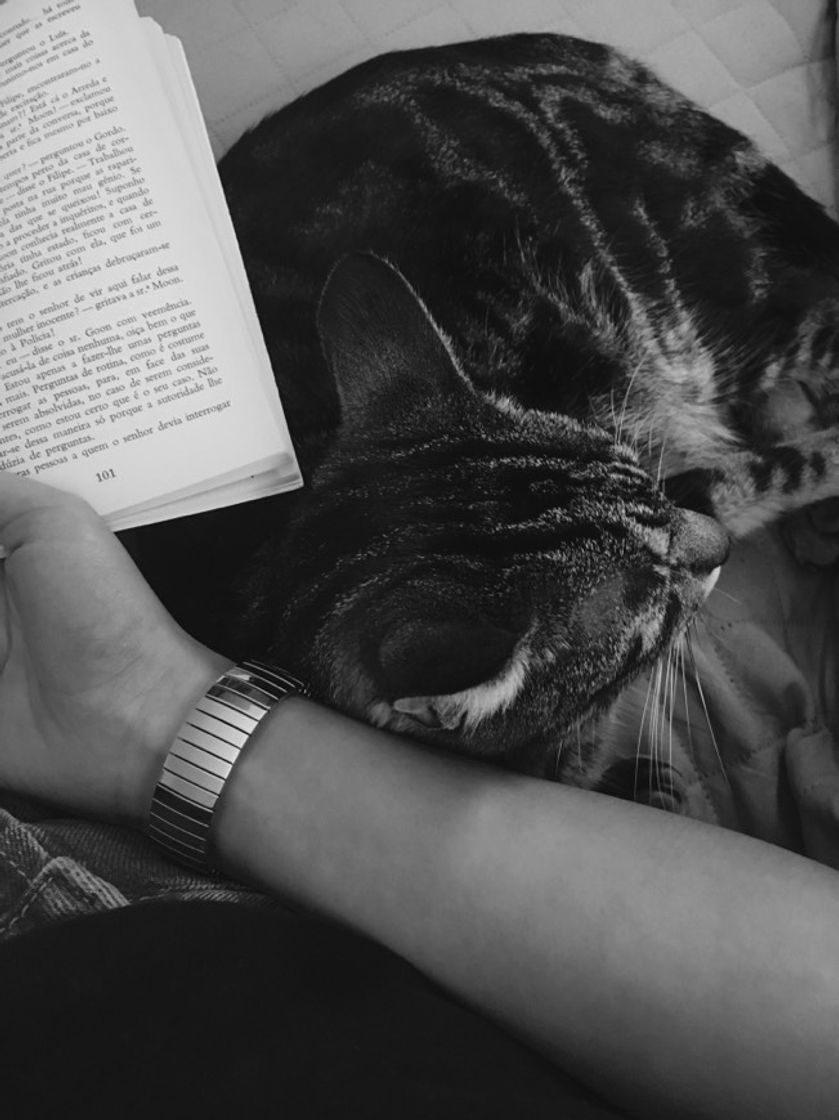 Social book+cat