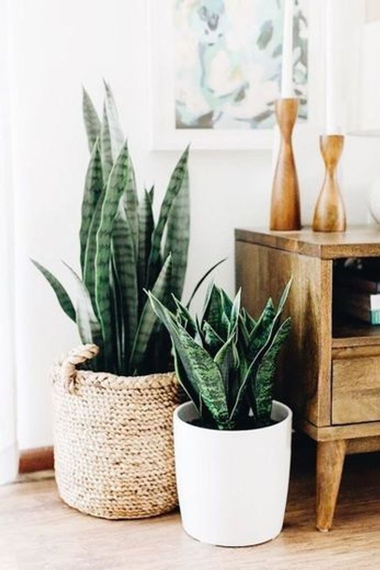 Product Sansevieria trifasciata