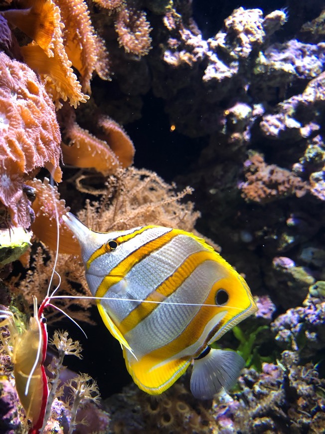 Place Oceanario de Lisboa