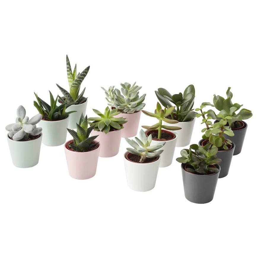 Moda Succulent | Planta em vaso | Ikea