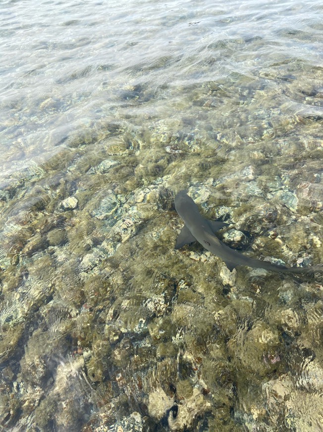 Lugar Shark Bay