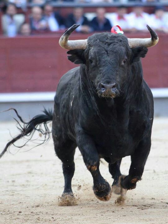 Moda Toros