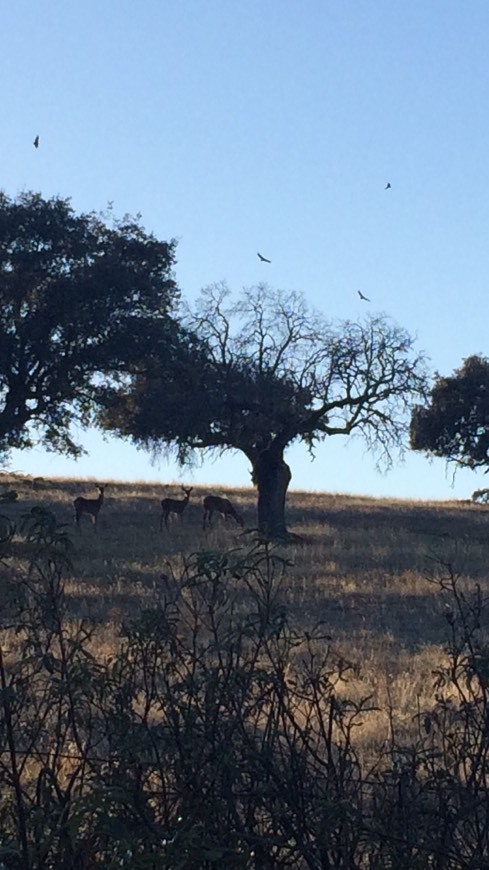 Lugar Alentejo