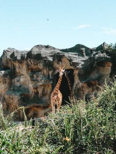 Taronga Zoo