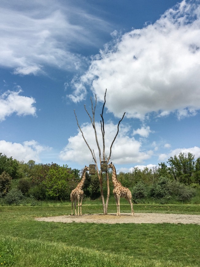 Lugares Zoo African Safari