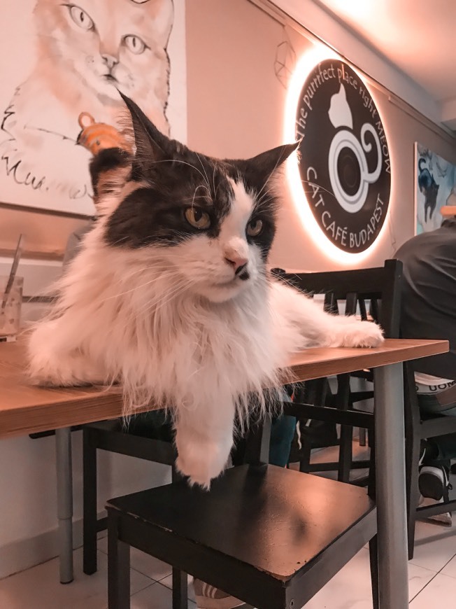 Lugar Cat Café