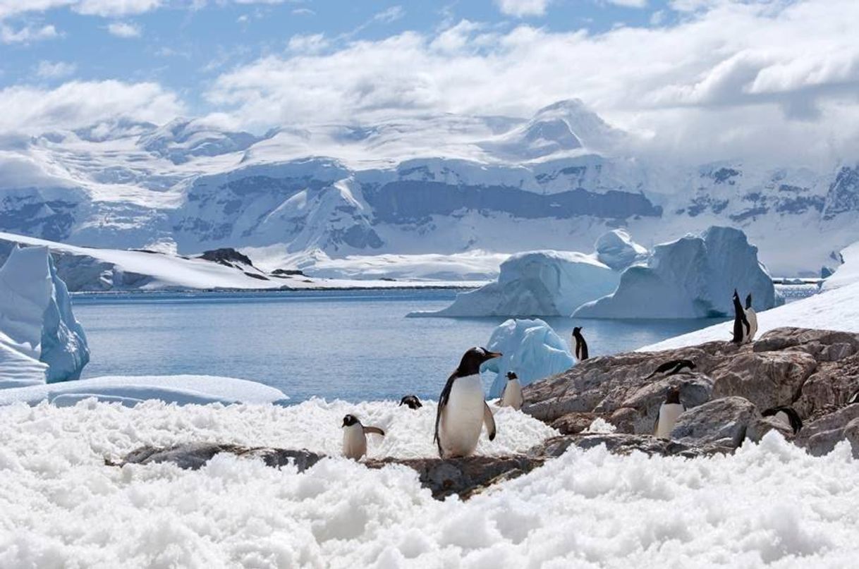 Social Paradise Bay - Antártica