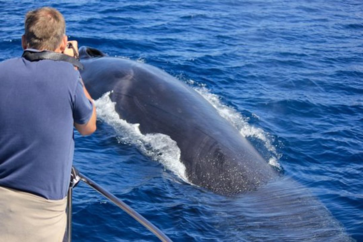 Fashion Observação de baleias e golfinhos 🐬🐳