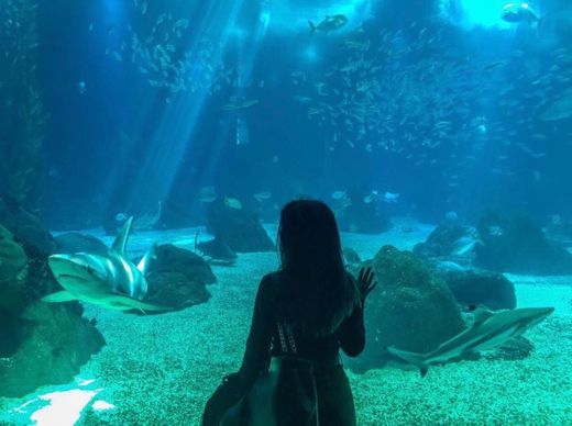 Oceanario de Lisboa