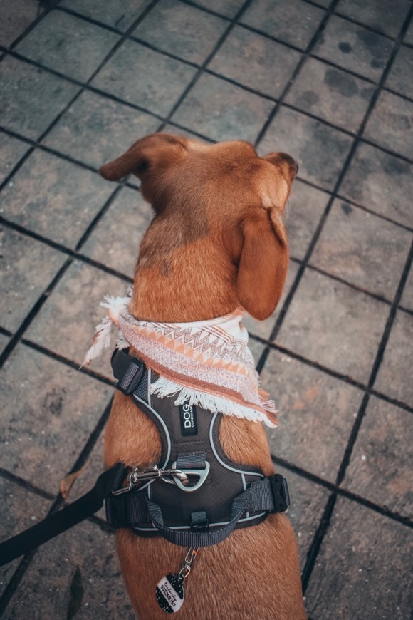 Fashion Bandanas 