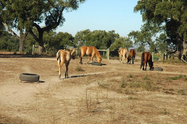 Place Reserva Natural do Cavalo do Sorraia