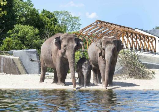 ARTIS Royal Zoo