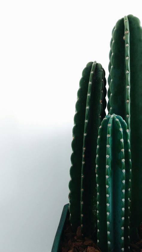 Moda Cactus Wallpaper