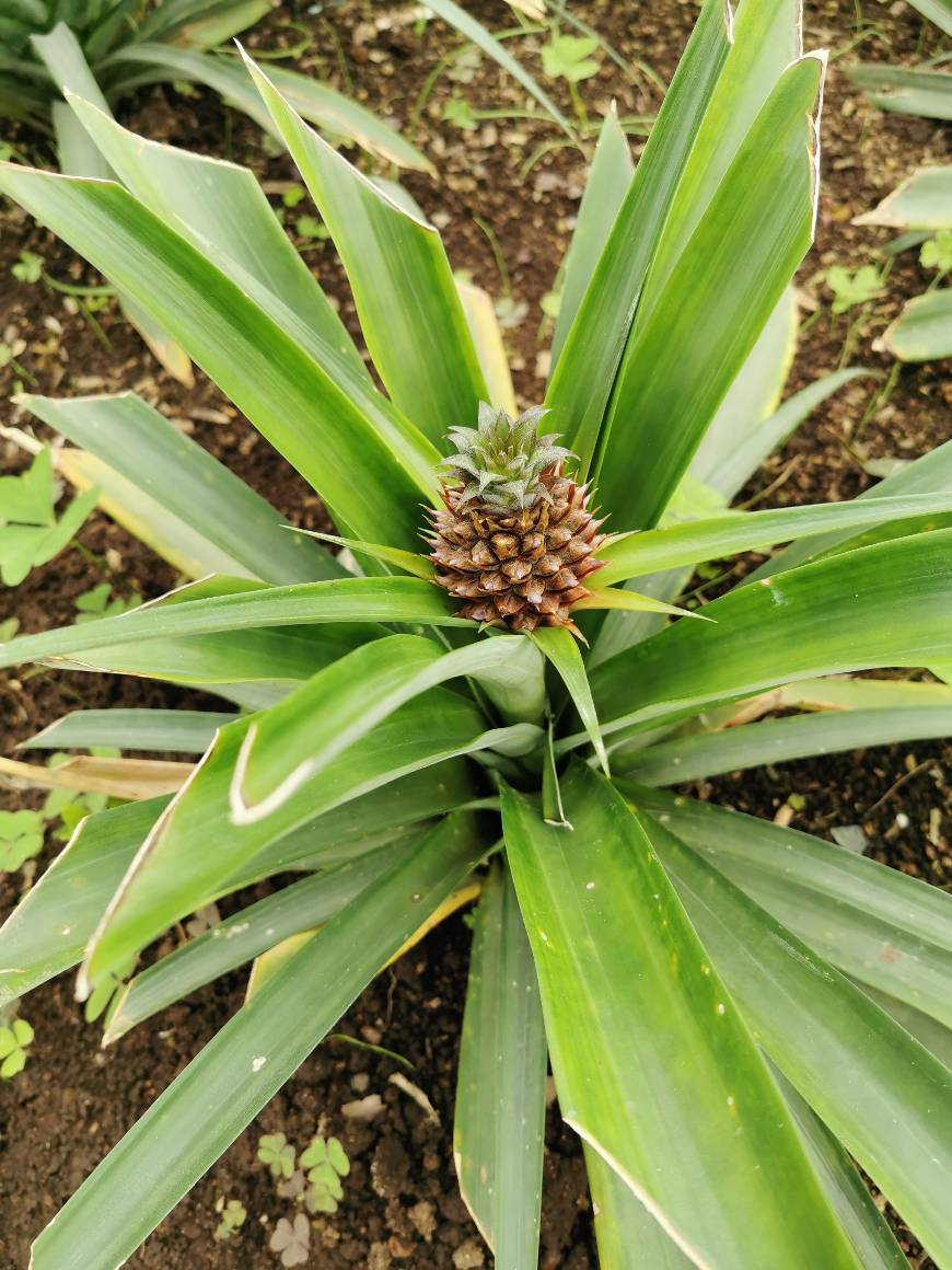 Lugar Plantação de Ananáses