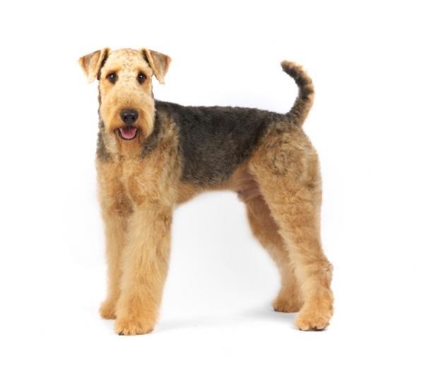 Moda Airedale Terrier