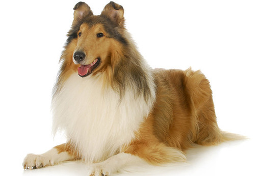 Collie